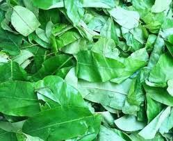 oha leaves